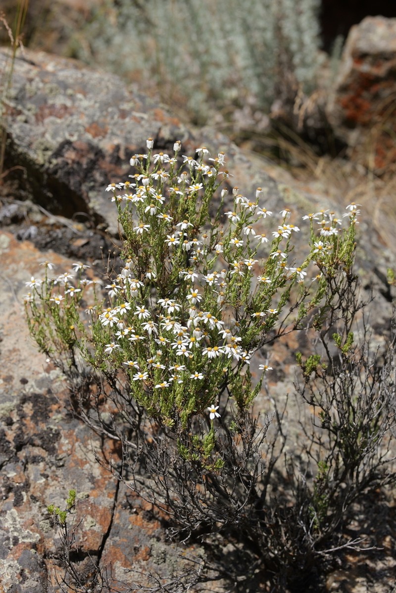 Tanacetum baltistanicum