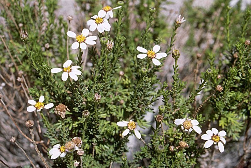 Tanacetum baltistanicum photo 2