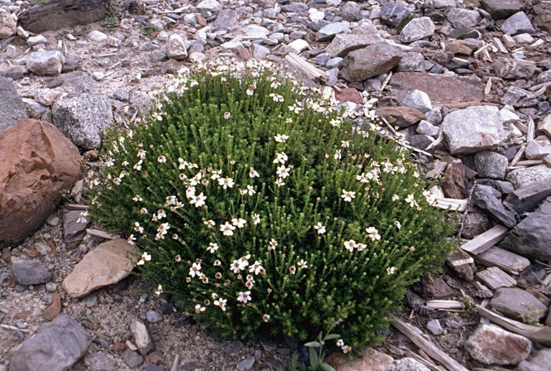 Tanacetum baltistanicum photo 3