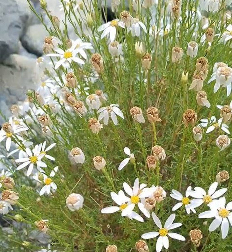 Tanacetum baltistanicum photo 4