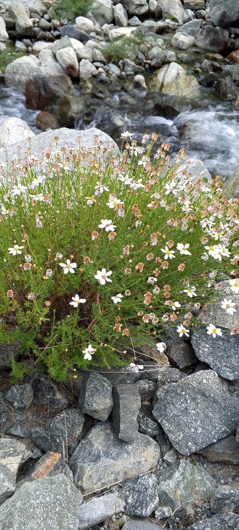 Tanacetum baltistanicum photo 7
