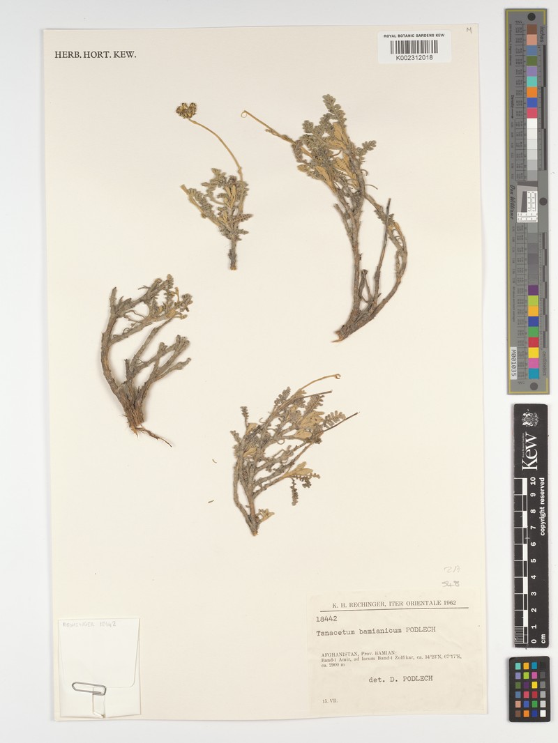 Tanacetum bamianicum