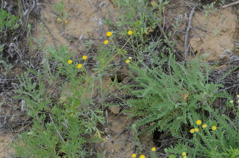 Tanacetum barclayanum