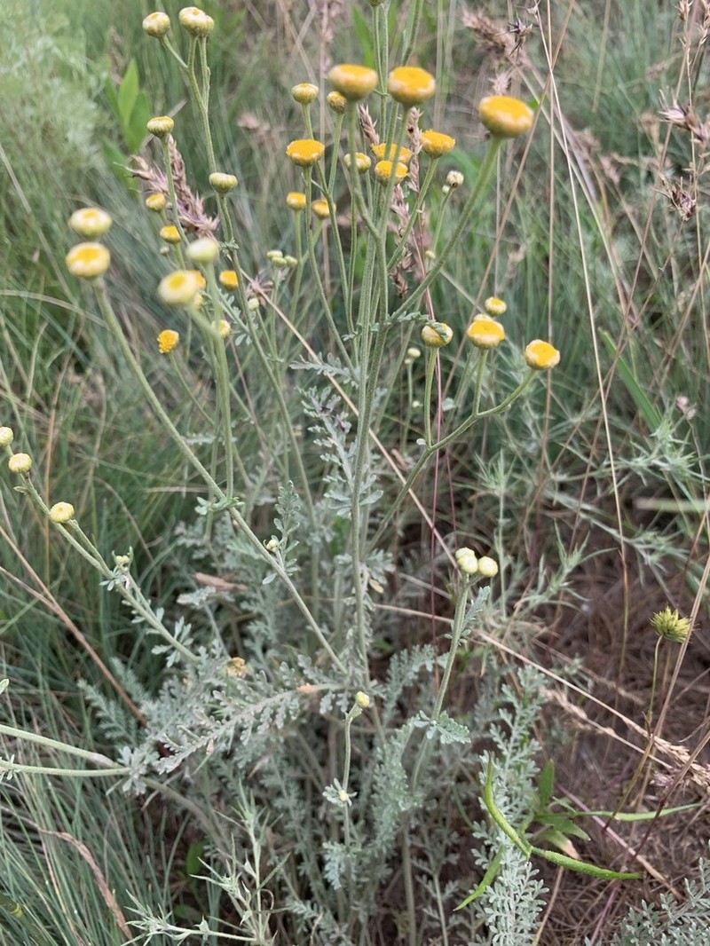 Tanacetum barclayanum photo 2