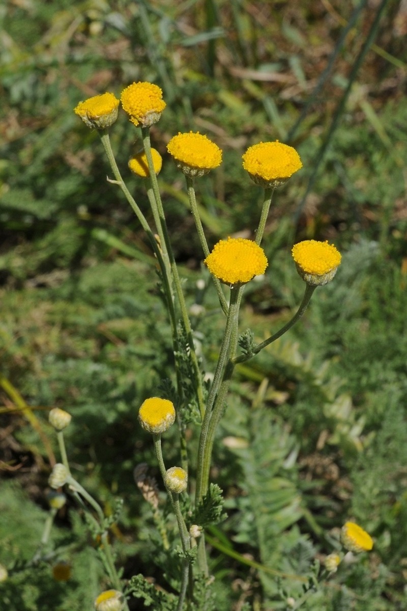 Tanacetum barclayanum photo 3