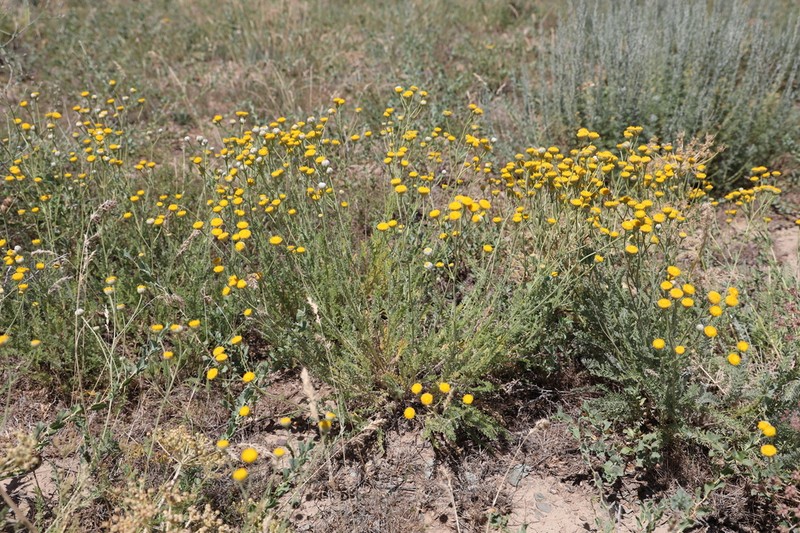 Tanacetum barclayanum photo 5