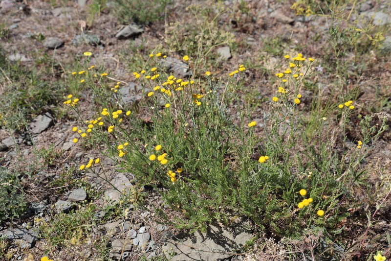 Tanacetum barclayanum photo 7