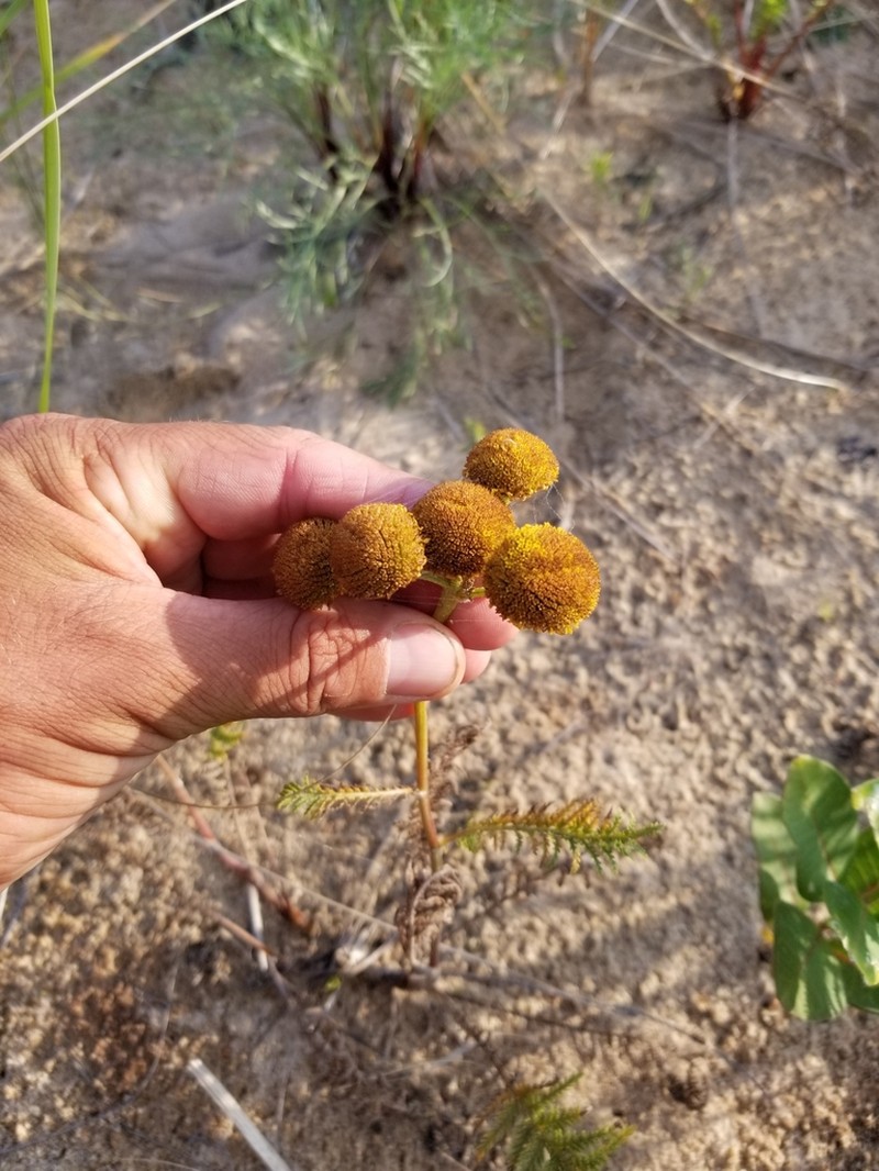 Lake Huron Tansy