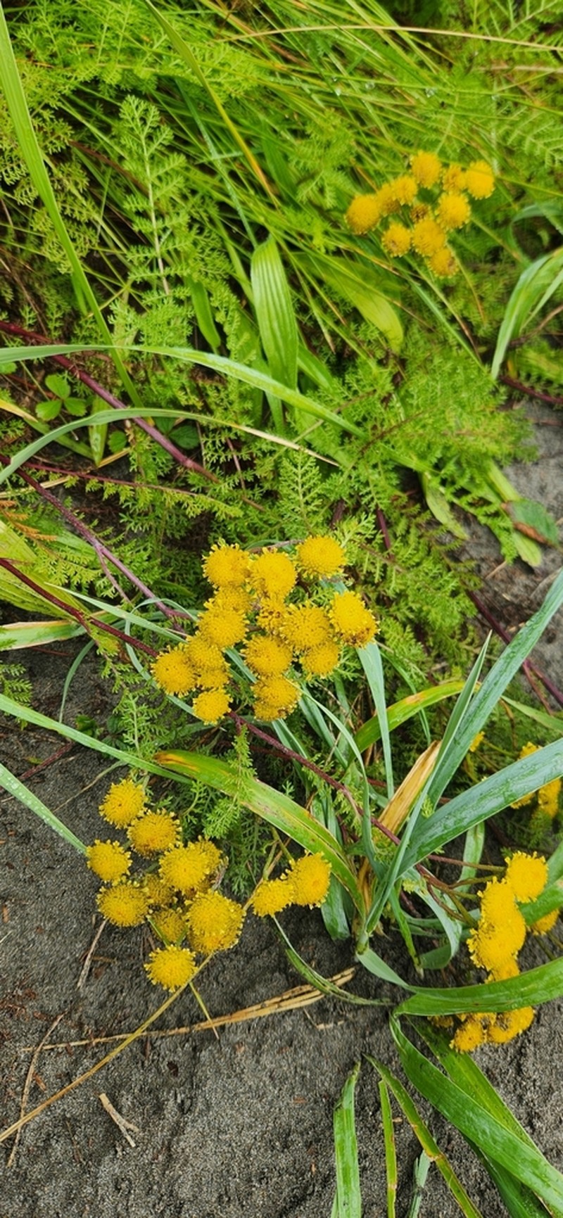 Lake Huron Tansy photo 2