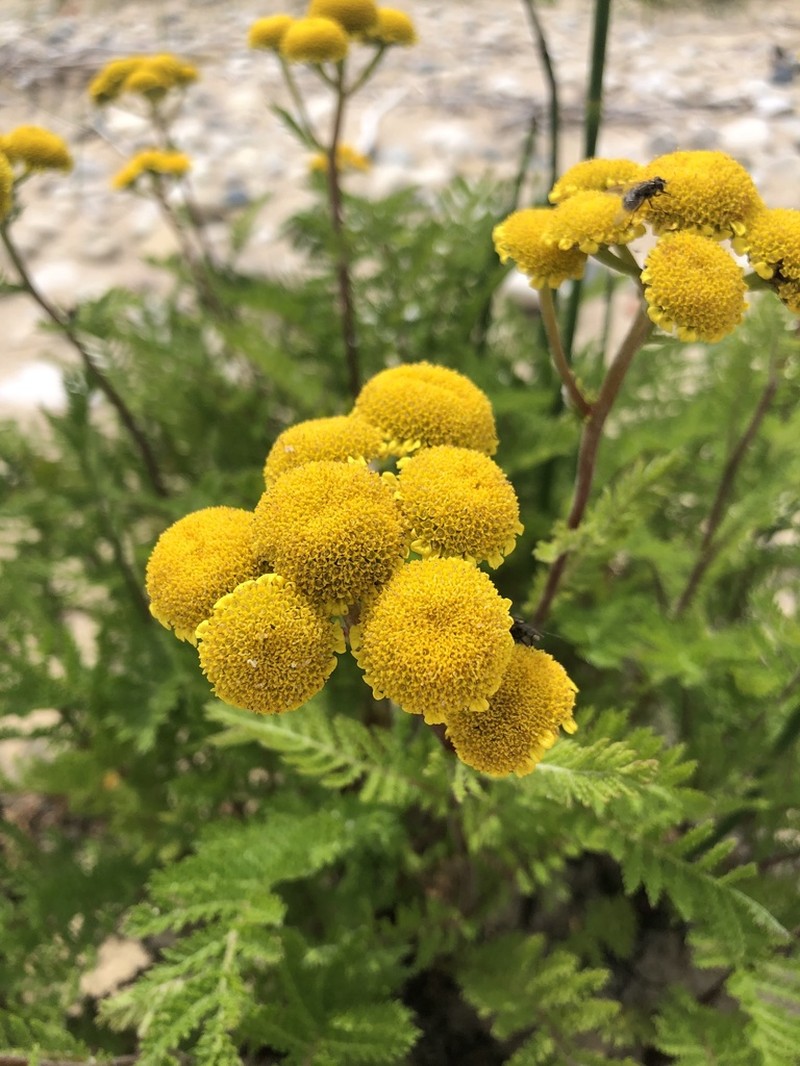 Lake Huron Tansy photo 3