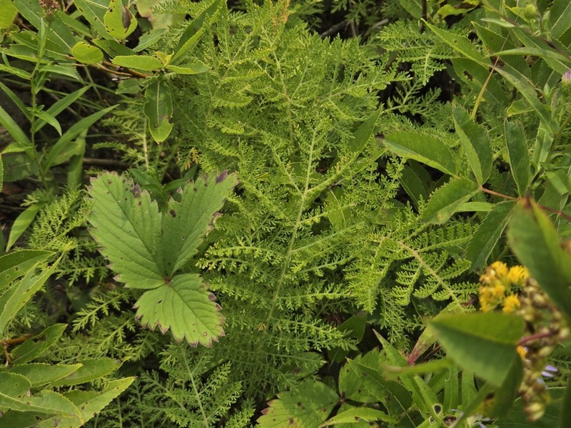 Lake Huron Tansy photo 4