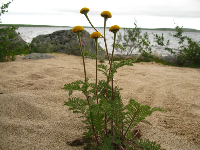 Lake Huron Tansy photo 5