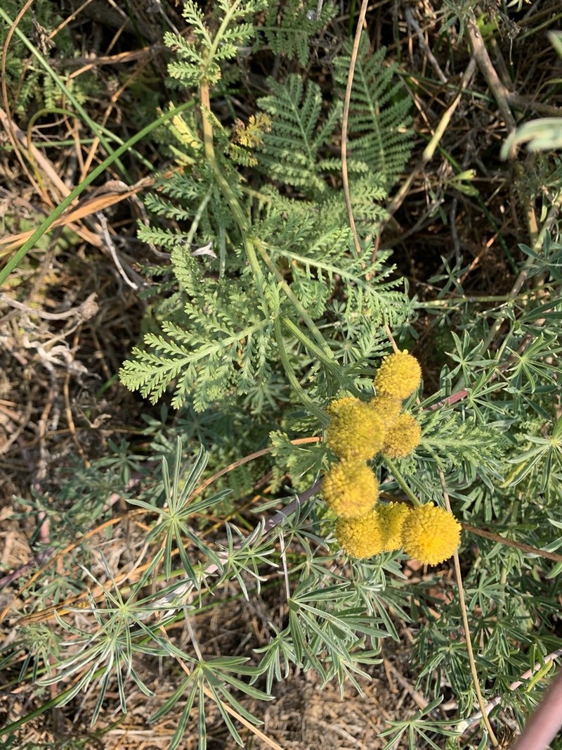 Lake Huron Tansy photo 6