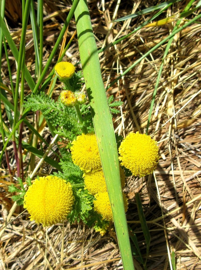 Lake Huron Tansy photo 7