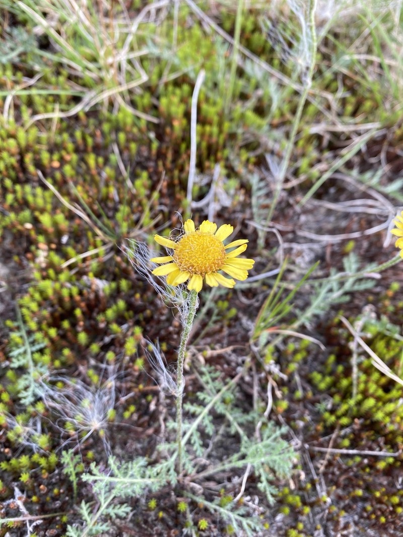Lake Huron Tansy photo 8