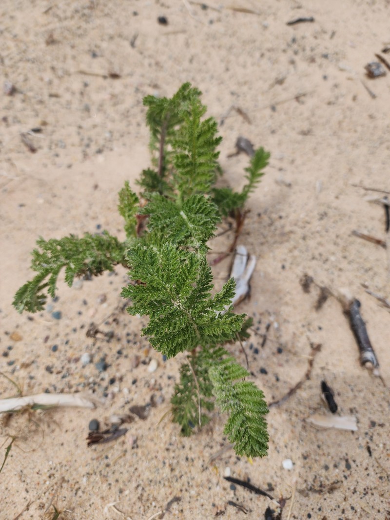 Camphor Tansy photo 2