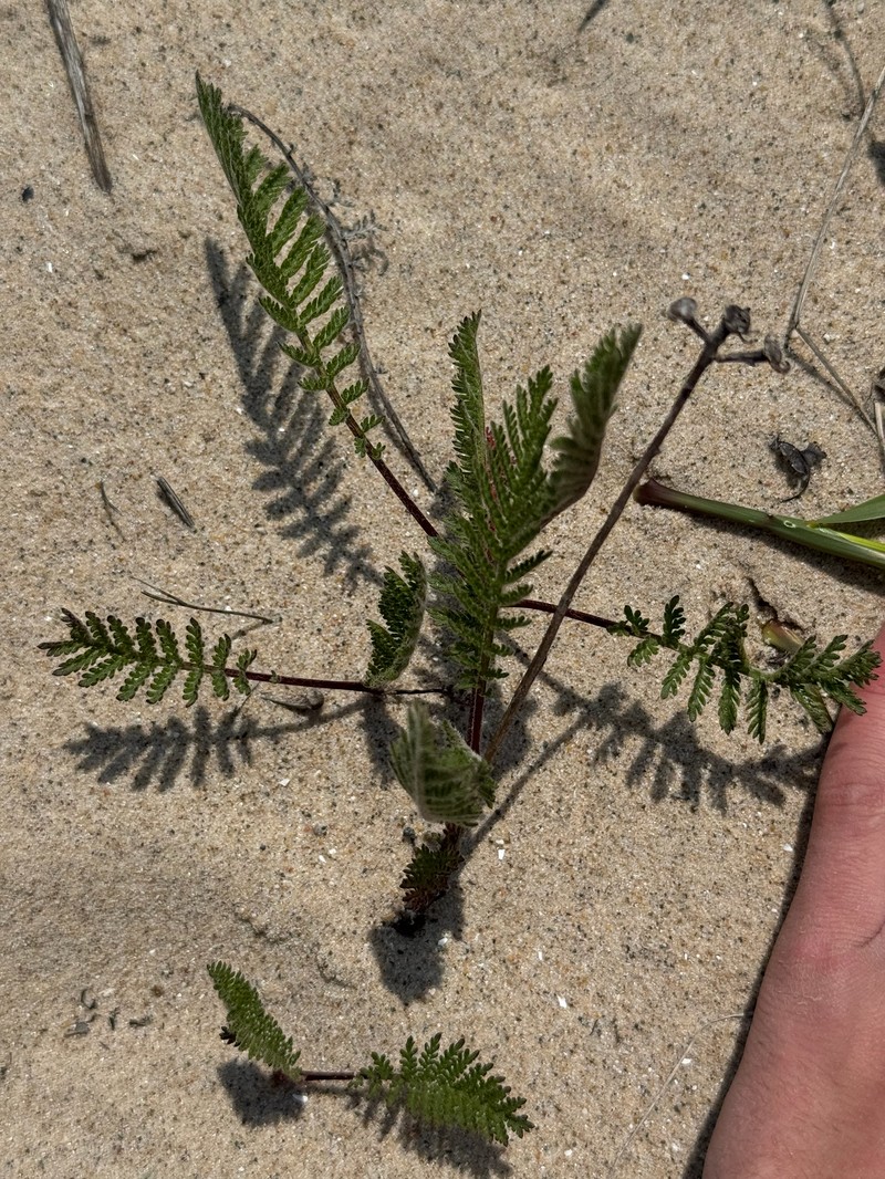 Camphor Tansy photo 3