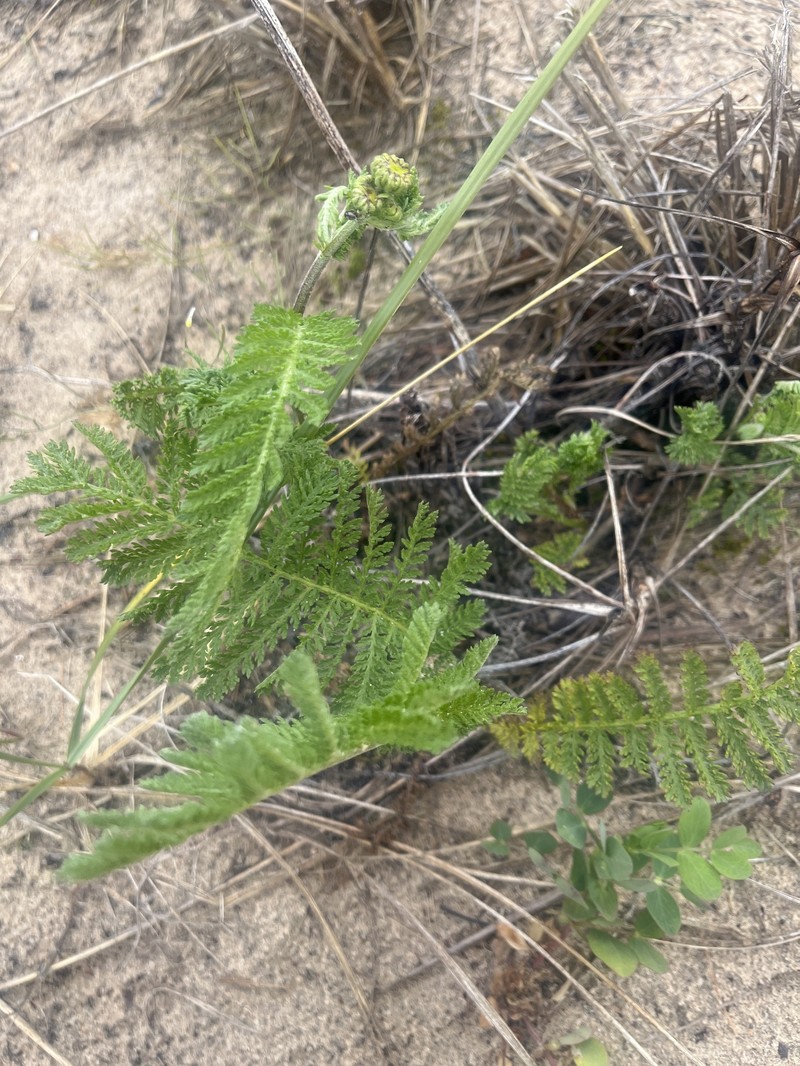 Camphor Tansy photo 5