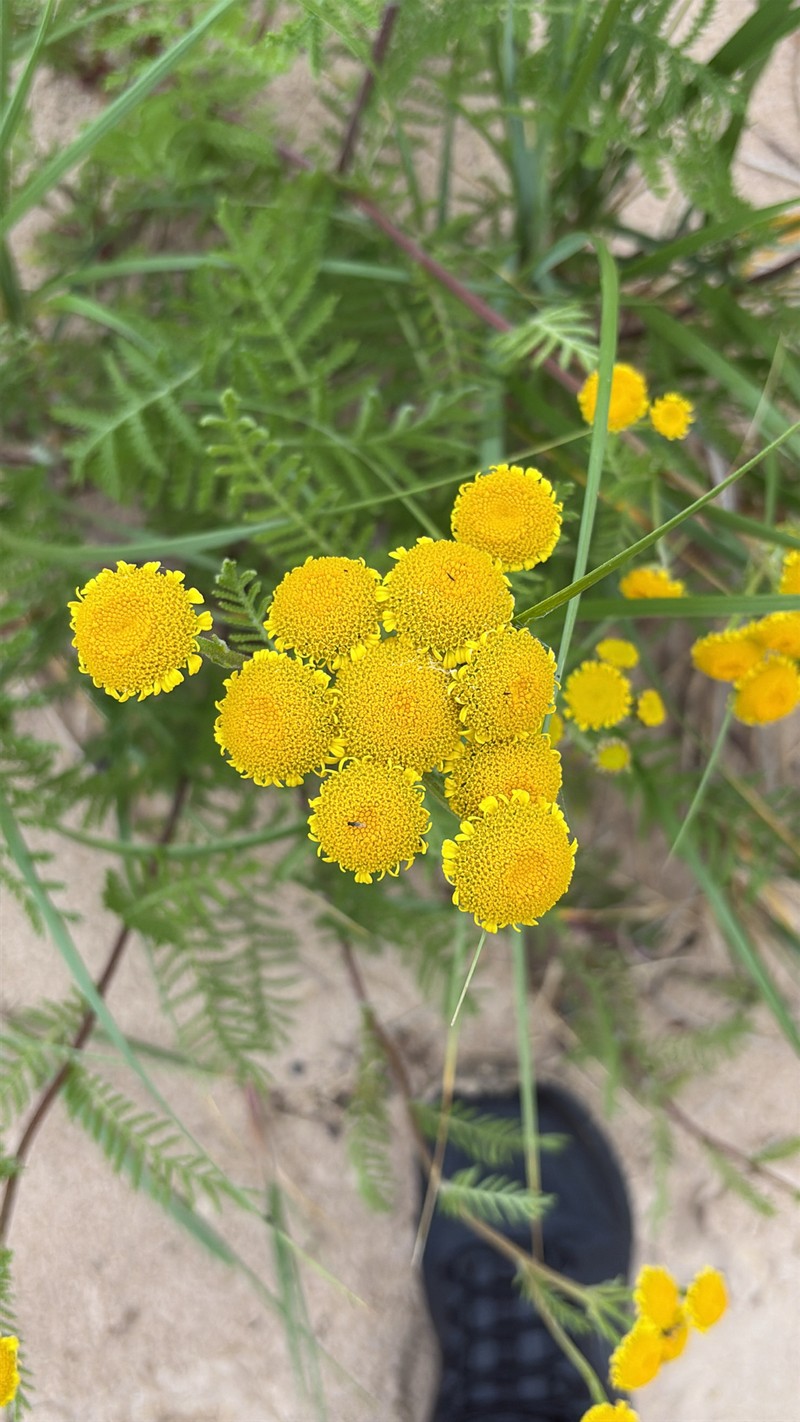 Camphor Tansy photo 6