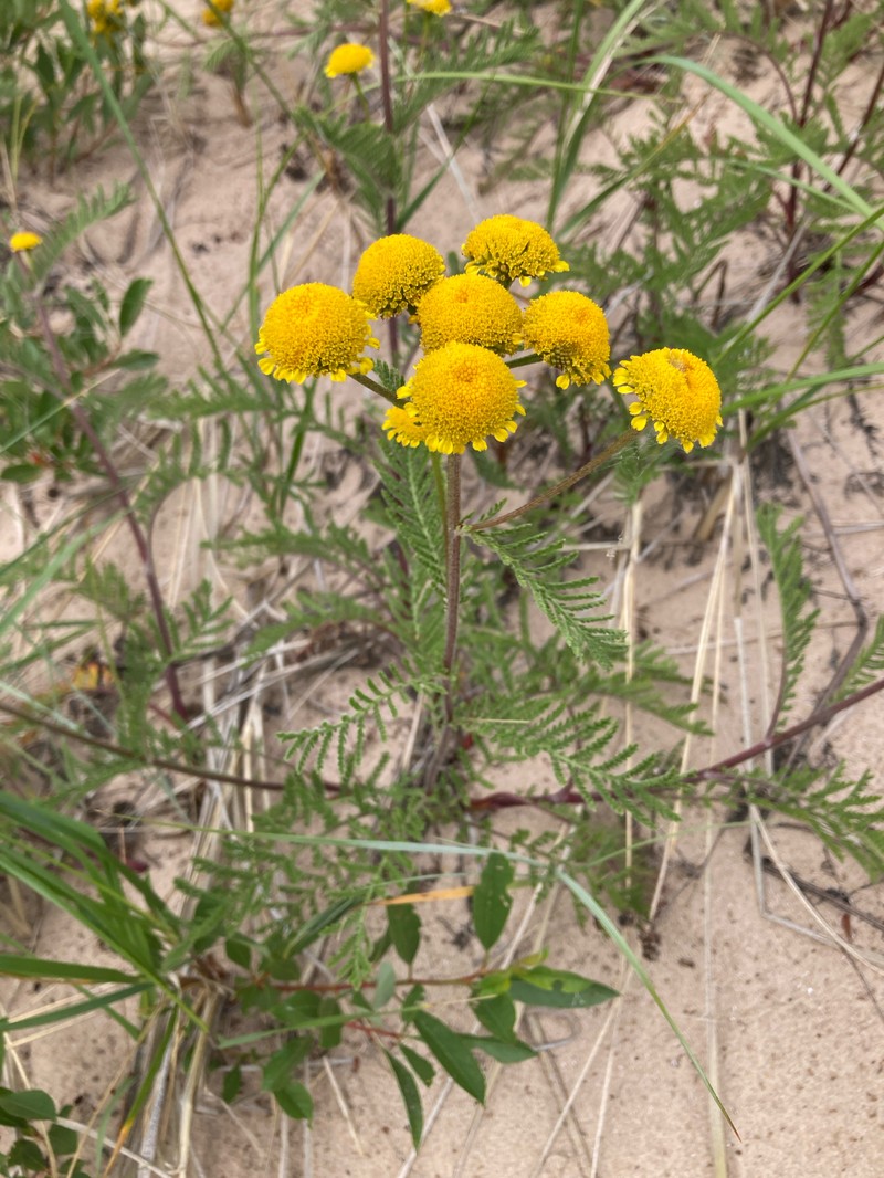 Camphor Tansy photo 7