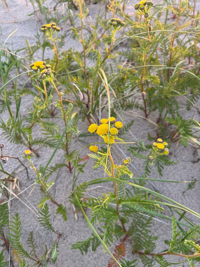 Camphor Tansy photo 8