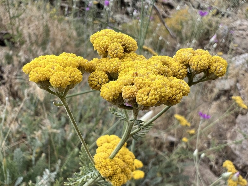 Tanacetum cadmeum