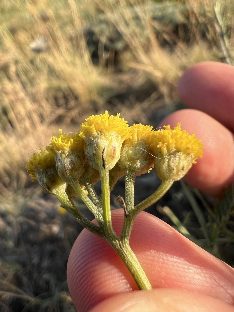 Tanacetum cadmeum photo 2
