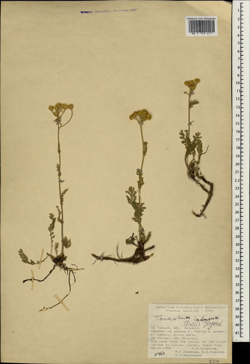 Tanacetum cadmeum photo 3