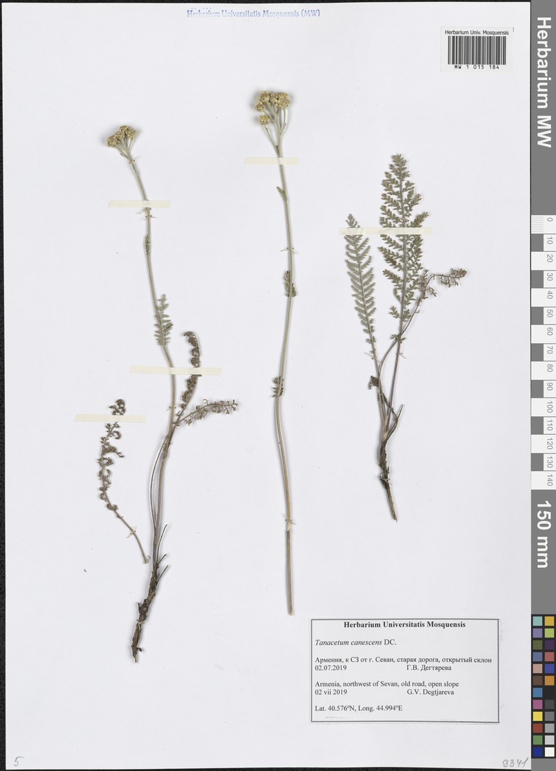 Tanacetum canescens photo 3
