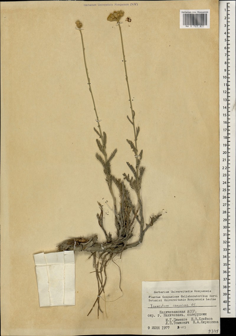 Tanacetum canescens photo 4