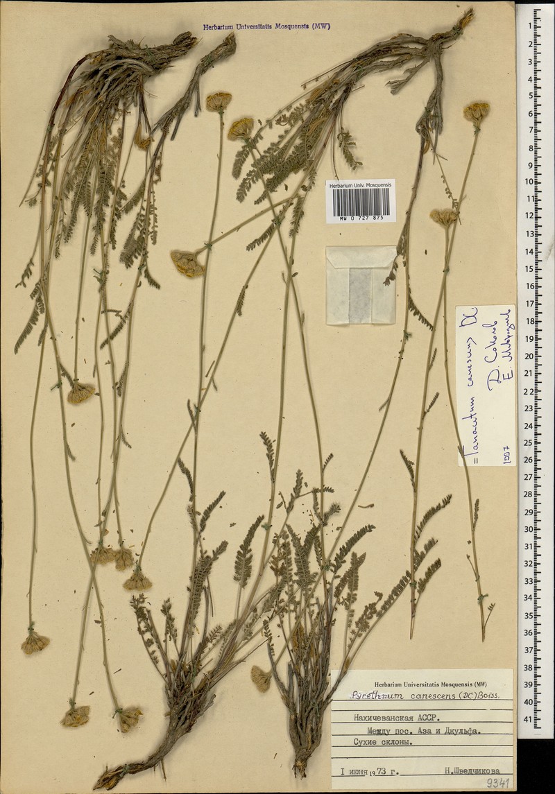Tanacetum canescens photo 5