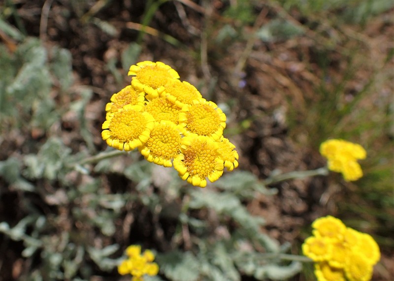Tanacetum canescens