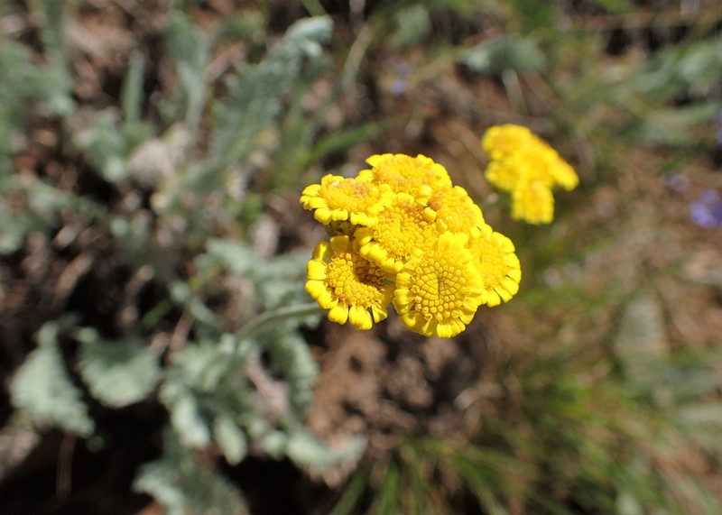 Tanacetum canescens photo 6