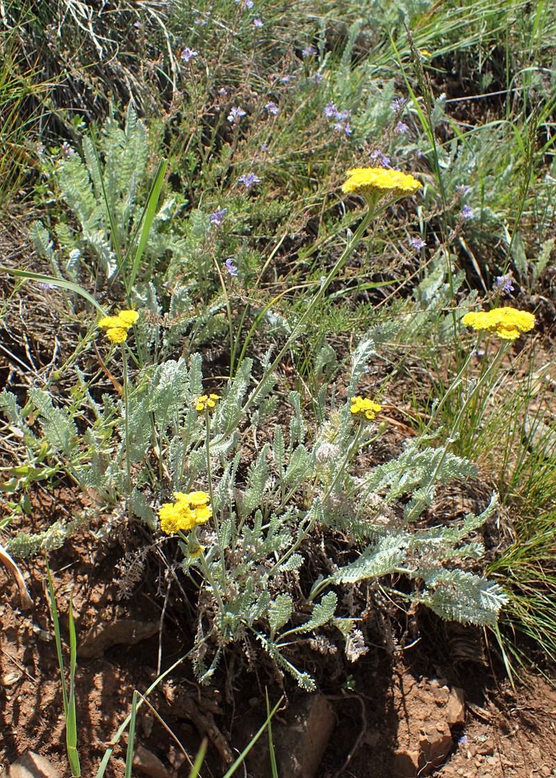 Tanacetum canescens photo 7