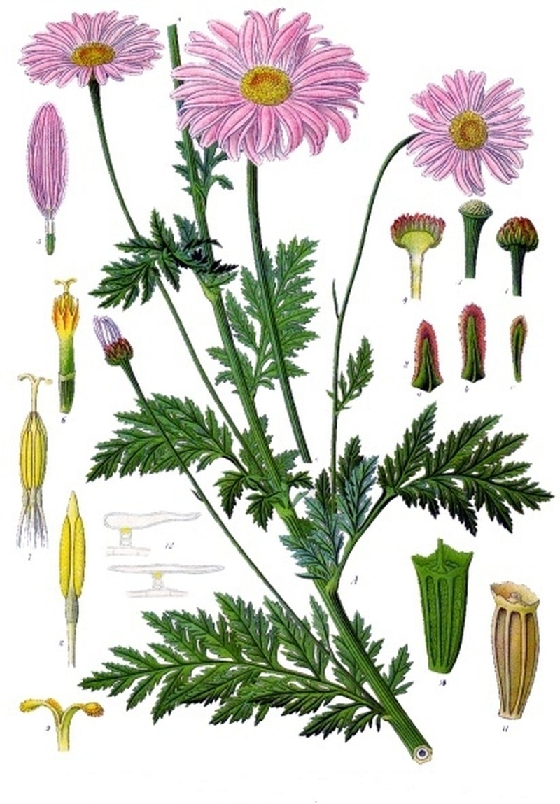 Pyrethum Daisy photo 5