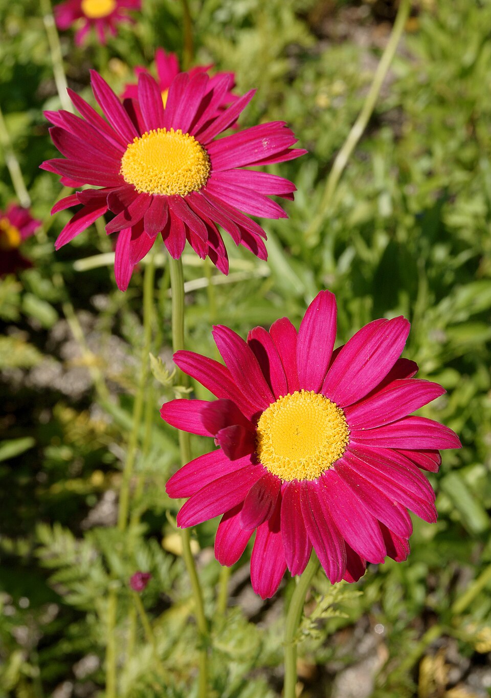 Pyrethum Daisy