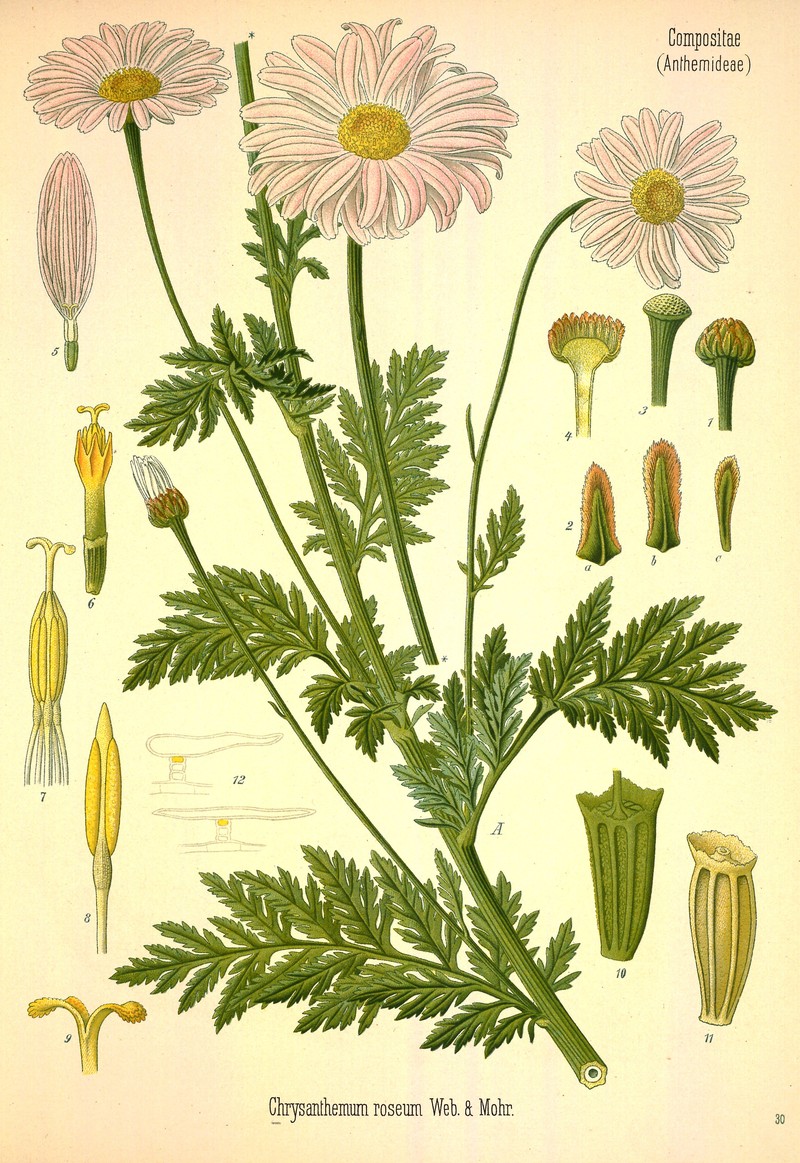 Pyrethum Daisy photo 2