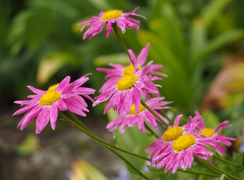 Pyrethum Daisy photo 3