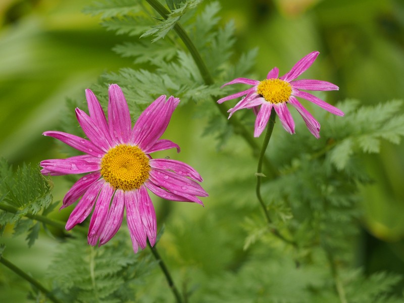 Pyrethum Daisy photo 4
