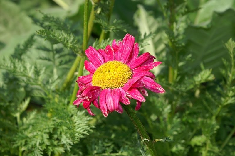 Pyrethum Daisy photo 6