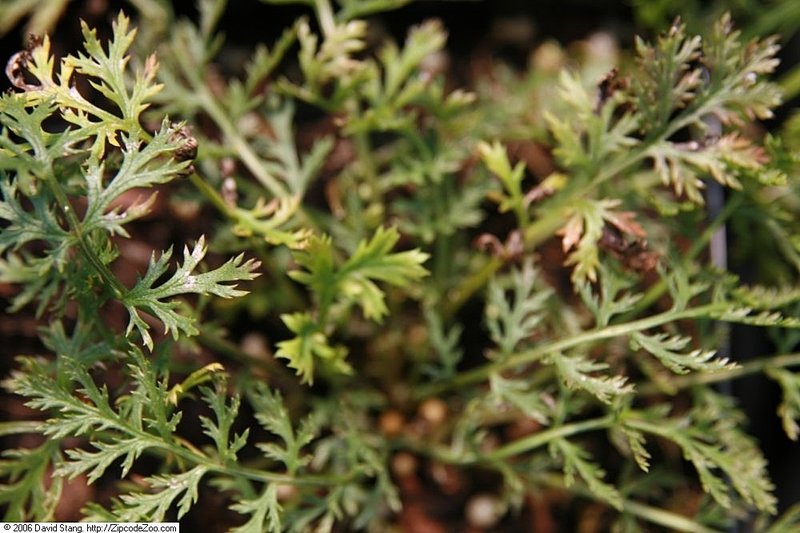 Pyrethum Daisy photo 7