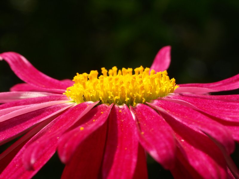 Pyrethum Daisy photo 8