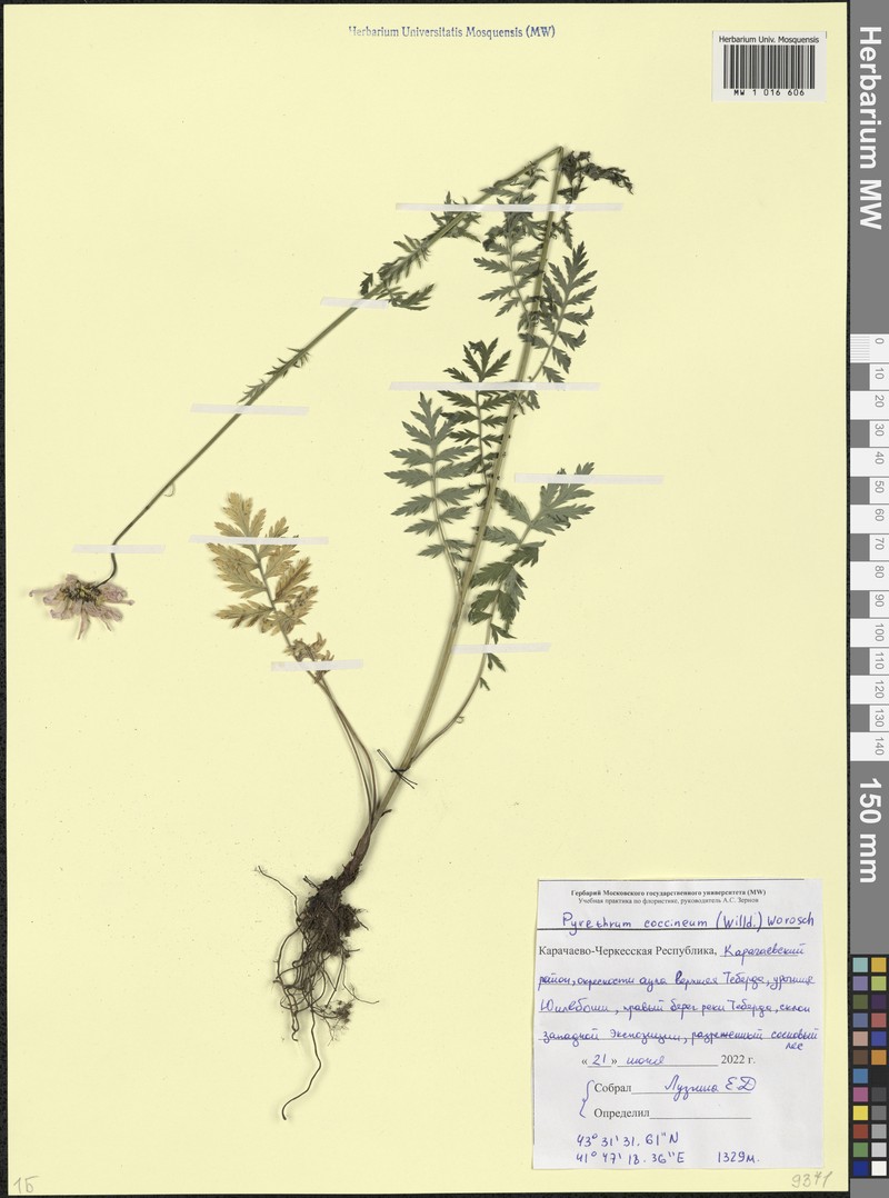 Tanacetum coccineum subsp. coccineum