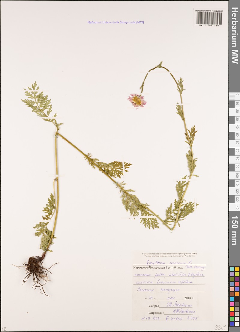 Tanacetum coccineum subsp. coccineum photo 2