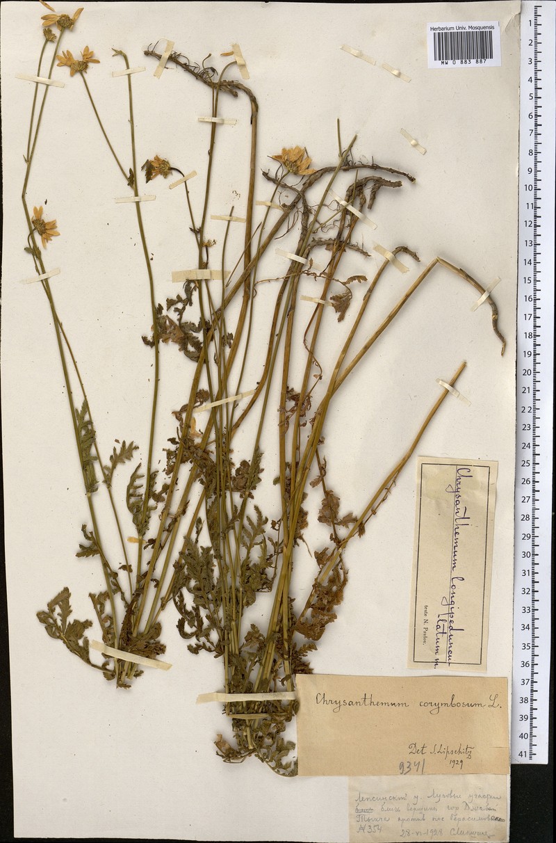 Tanacetum corymbiforme
