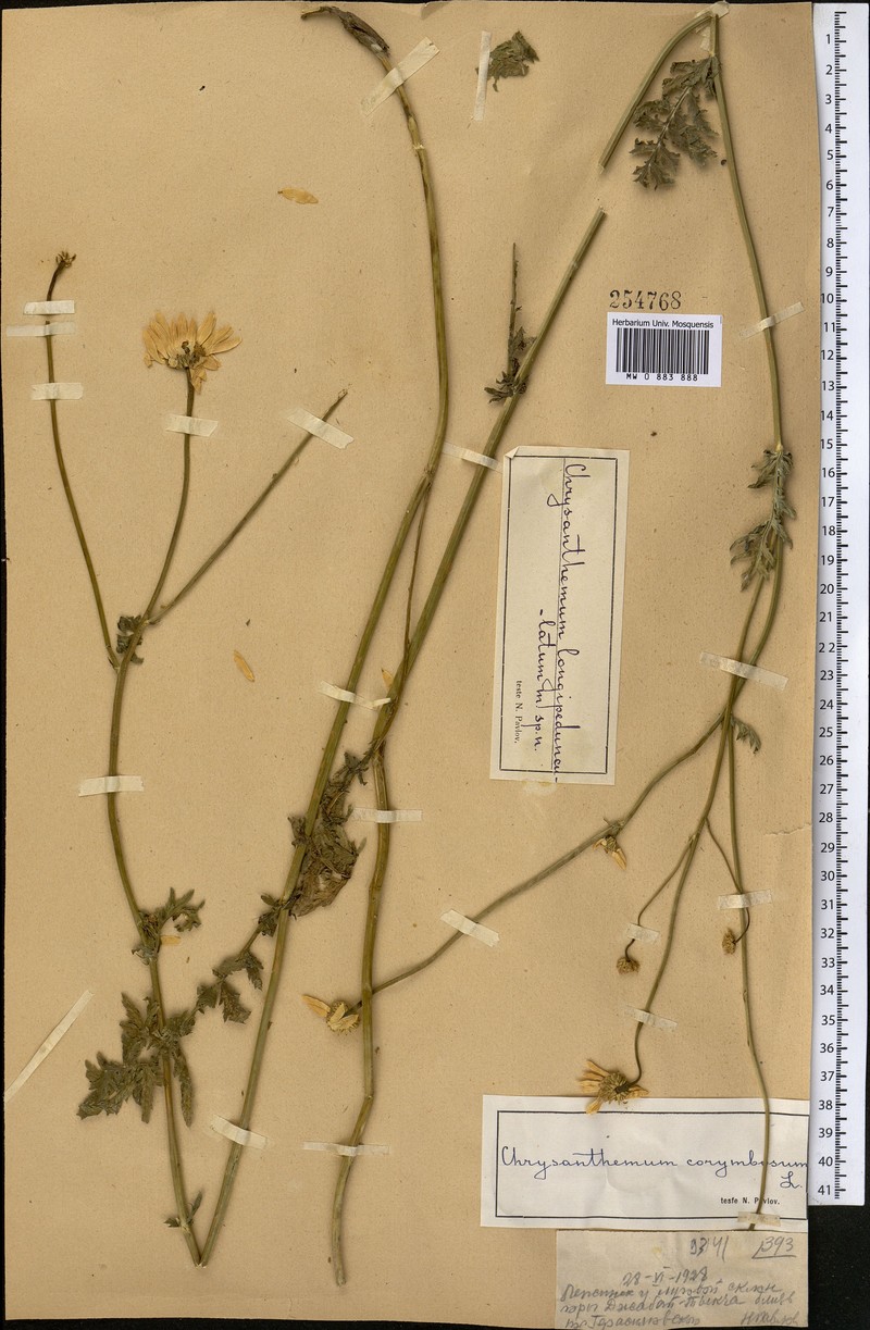 Tanacetum corymbiforme photo 2