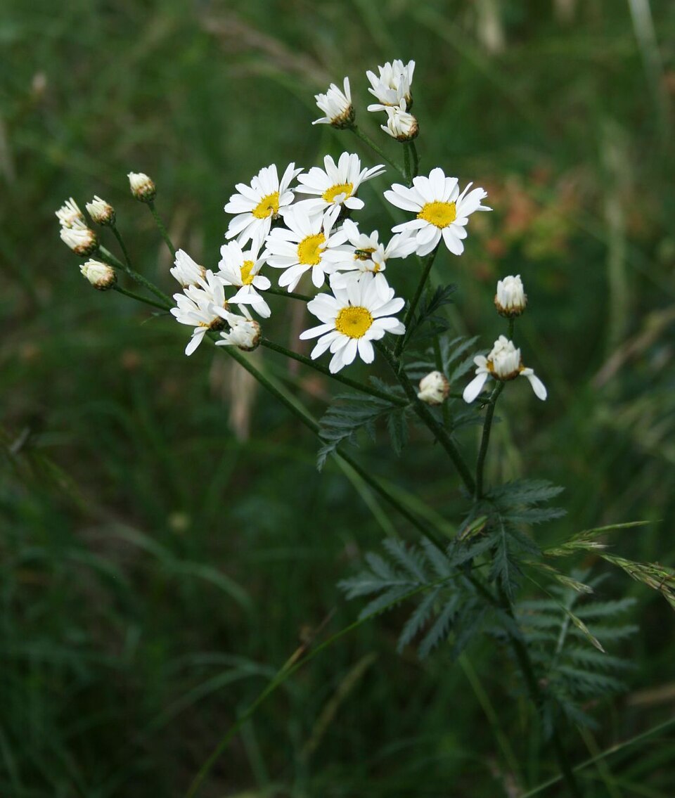 Corymbflower Tansy