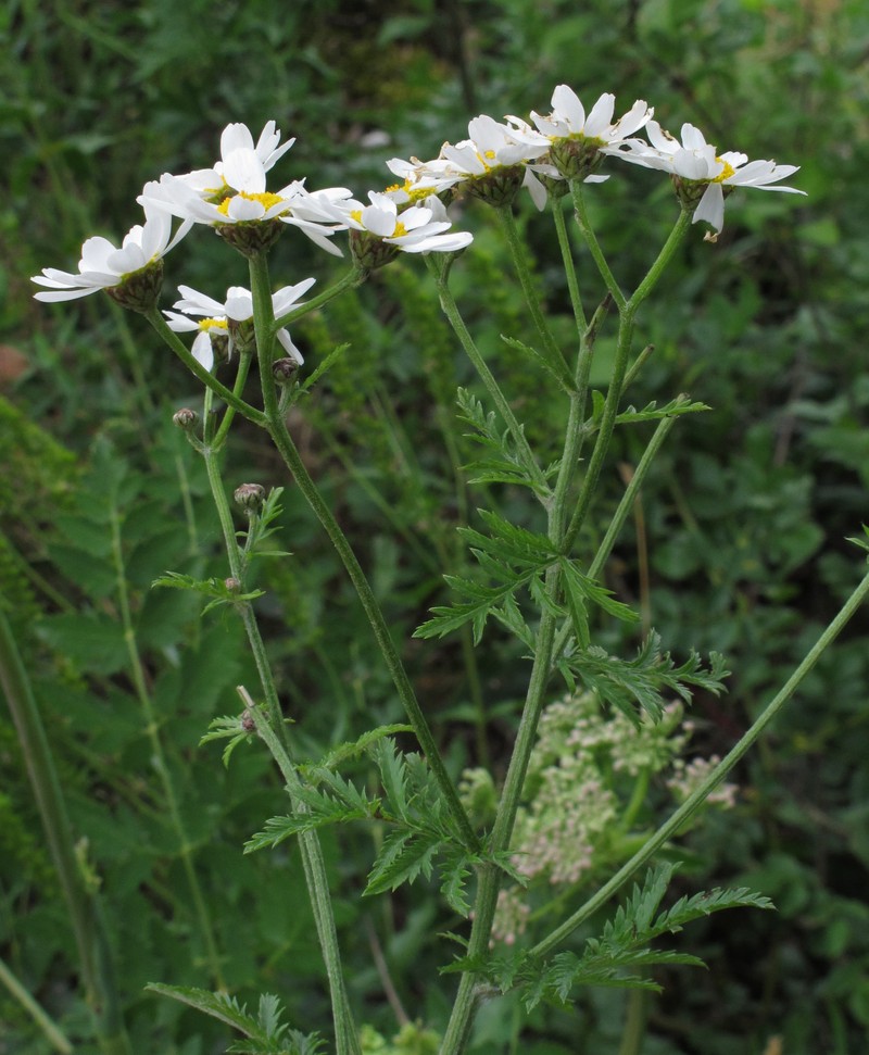 Corymbflower Tansy photo 2