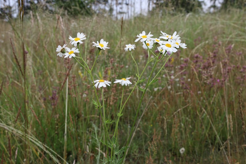 Corymbflower Tansy photo 3