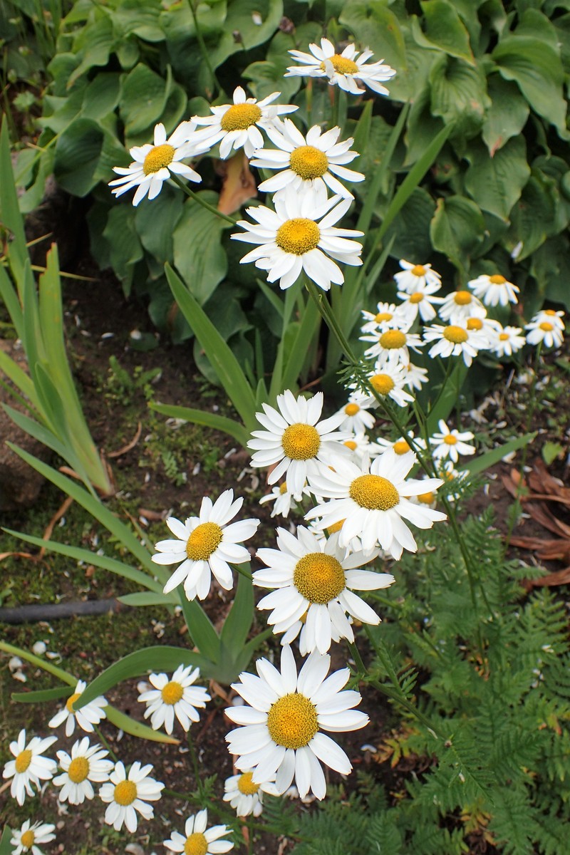 Corymbflower Tansy photo 4